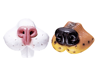 Faux nez