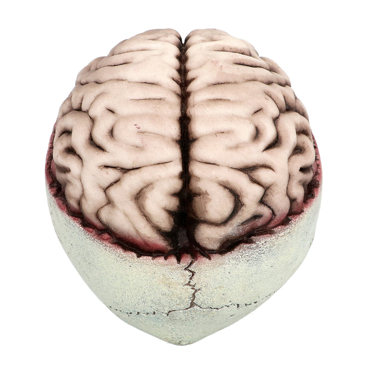 Op deze afbeelding zie je een Decoratie, van het merk Boland. Decoratie Schedel Brain-Dead Met Beweegbare Kaak