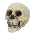 Decoratie Schedel Whisperbone
