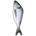 Poisson Au Sec 55 Centimètres